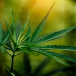 CBD na prática em Recife