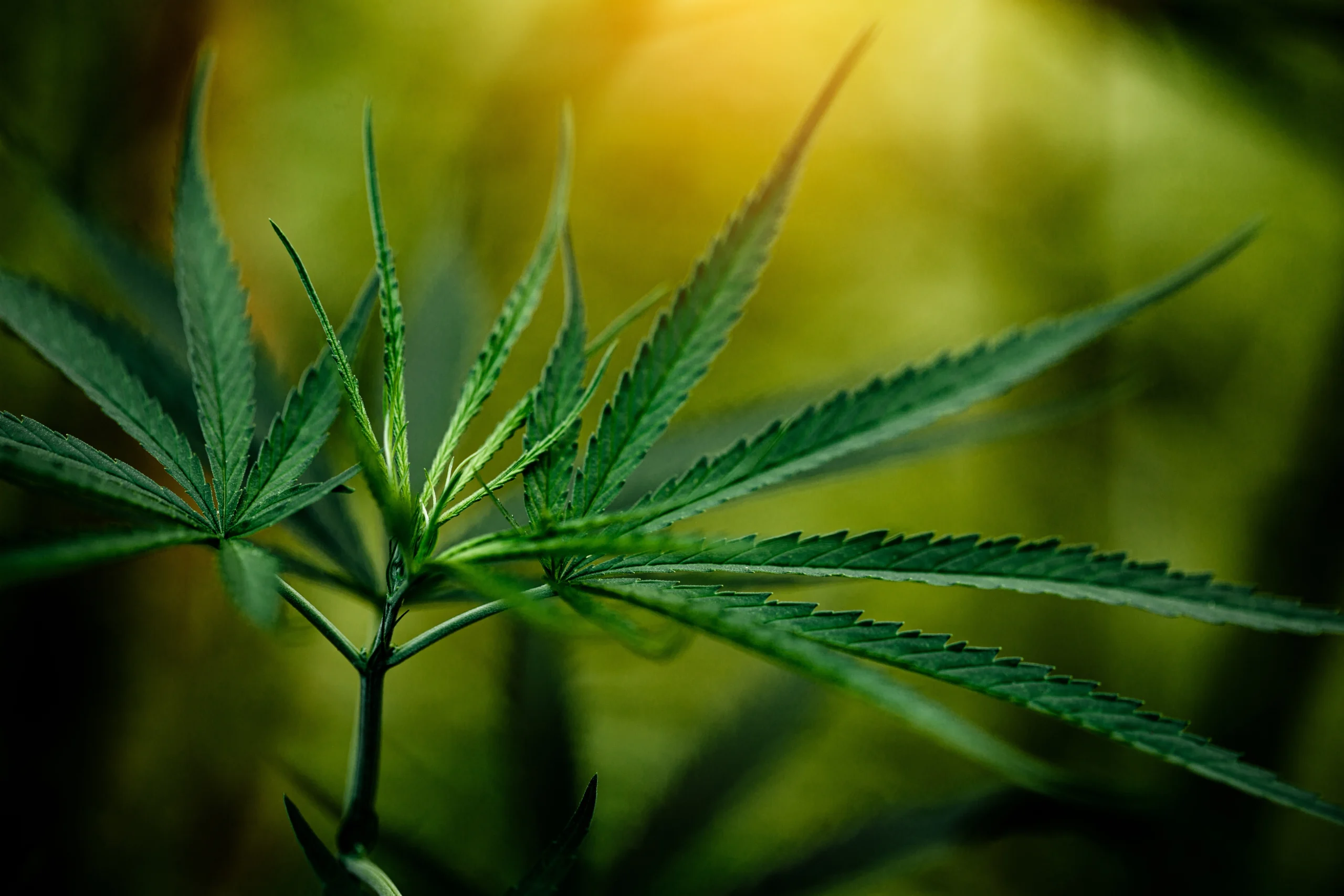 CBD na prática em Recife